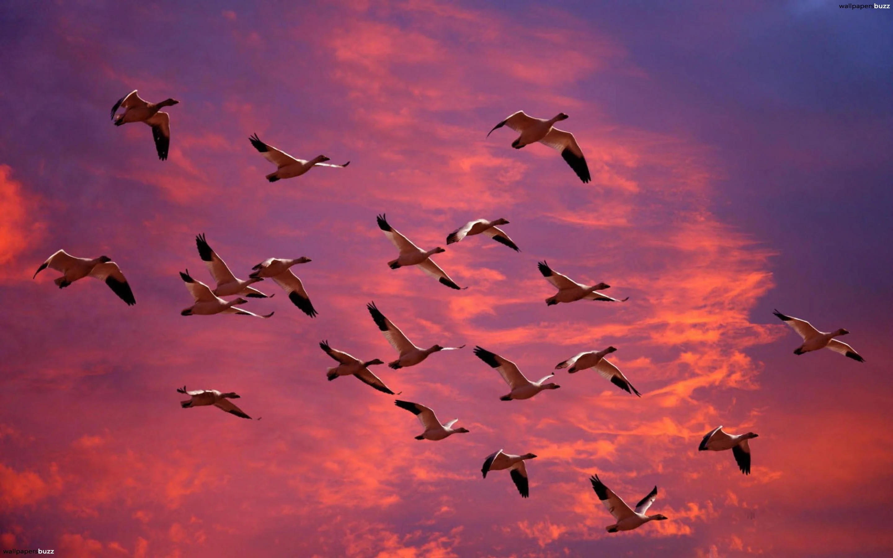 Póster “Aves Libres”